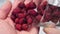 Dried rose hips are poured out of a transparent cup into a hand in close up.