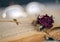 A dried rose lying on an old vintage book, still life