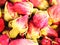 Dried rosebuds