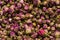 Dried rosebuds background texture closeup. violet rosebud macro close up of heap