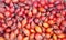 Dried rosehips background to make rosehip tea