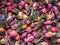 Dried rosehips. Briar close-up. Autumn berry