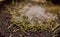 Dried rosemary with black mustard seeds, salt and black pepper powder closeup. Aroma herbs and spices on plate.