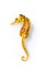 Dried seahorse skeleton on a white background