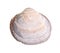 Dried seashell of old clam cutout on white
