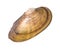 Dried seashell of quahog cutout on white