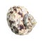 Dried seashell of whelk mollusc cutout on white