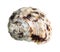 Dried seashell of whelk mollusk cutout on white