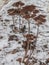 Dried sedum in the snow