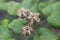 Dried seed of cotton rose