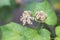 Dried seed of cotton rose