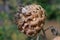 Dried seed head of a Globe Artichoke or Cardoon, Cynara cardunculus, close-up view