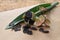 Dried seed pods from an amaryllis flower