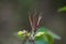 Dried Seed Pods of Indian Forest Shrub growing in the jungle