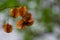 Dried Seed Pods of Indian Forest Shrub growing in the jungle