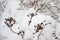 Dried seedpods of an umbellifer plant covered in snow