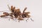 Dried seeds sensitive plant or sleepy plant isolate on white background.