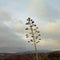 Dried sentry plant flower - Agave americana