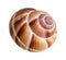 dried shell of escargot snail cutout on white