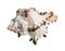 Dried shell of muricidae mollusc cutout on white