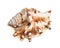 dried shell of muricidae snail cutout on white