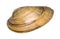 dried shell of quahog cutout on white