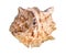 Dried shell of sea mollusc cutout on white