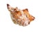 Dried shell of whelk sea snail cutout on white