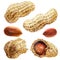 Dried shelled peanuts and cracked peanuts, raw peanut, organic nut isolated, hand drawn watercolor illustration on white