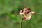 Dried and shriveled Zinnia flower with partially fallen single layered petals planted in local urban garden