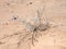 Dried shrub in sand of Wadi Rum desert