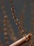 Dried shrubs in dry season