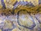 Dried skin of the Burmese python for background. The Burmese python (Python bivittatus) is one of the five largest species of