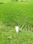 Dried skull bone with horn of some cow lying on the ground in the grass before paddy field.