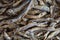 Dried small anchovies fish