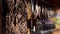 Dried Small Fish Hanging on Hooks Hang on the Open Stalls of the Street Market