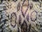 Dried snake skin of Siamese russell\'s viper (Daboia siamensis) f