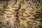 Dried snake skin of Siamese russell\'s viper (Daboia siamensis) f