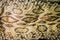 Dried snake skin of Siamese russell\'s viper (Daboia siamensis) f