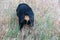 Dried spikelets of mouse barley in the coat of a female Rottweiler. Hordeum murinum spikelets are dangerous to dogs and can get