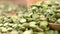 Dried split green peas fall on a pile in a wooden spoon on a wood surface.