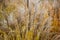 Dried stalks of reeds against the background of winter sunset.