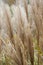 Dried stalks of reeds against the background of winter sunset.