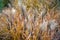 Dried stalks of reeds against the background of winter sunset.