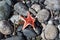 Dried starfish on a rocky beach