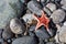 Dried starfish on a rocky beach
