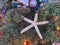 Dried starfish used as a decoration on a Christmas tree