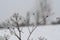 Dried stems and inflorescences of anise, covered with frost.