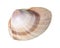 Dried striped shell of clam cutout on white