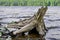 Dried stump of a flooded tree on the river bank. Powerful roots, river waves